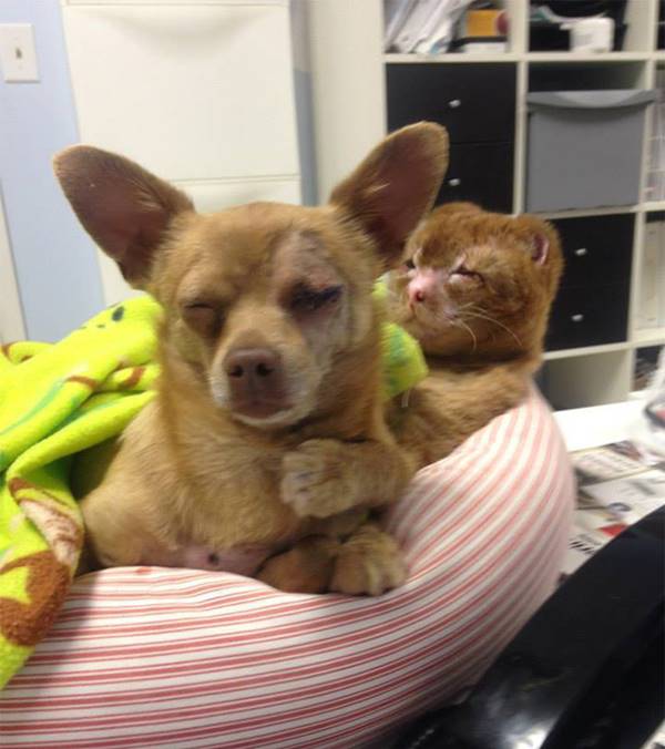 hemsirecat-housefire-survivor-comforts-animals-russel-14