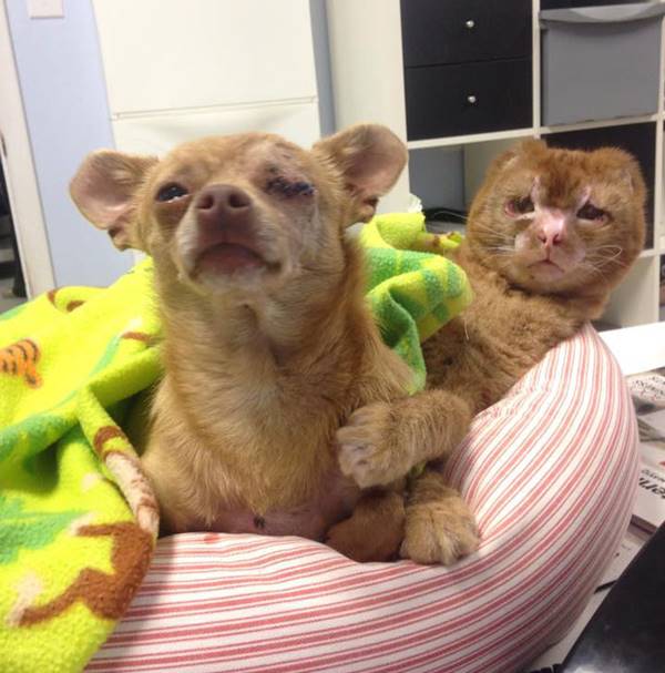 hemsirecat-housefire-survivor-comforts-animals-russel-18