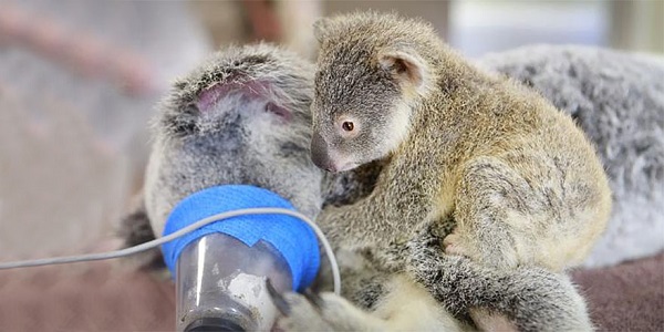 baby-koala-mom-surgery-australia-zoo-21