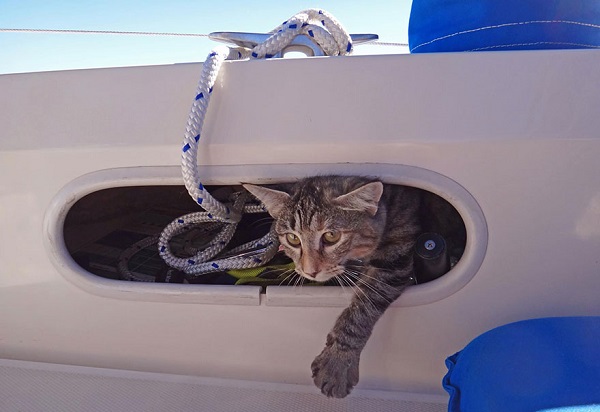 couple-sells-everything-travels-world-cat-matt-jessica-johnson-3