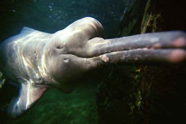 Amazon river dolphin / Bouto (Inia geoffrensis) Endemic to Amazon & Orinocco Rivers South-America