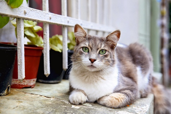 cihangir-kedi-olmak