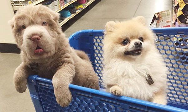 cute-bear-lookalike-dog-tonkey-15