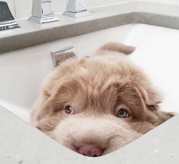 cute-bear-lookalike-dog-tonkey-7