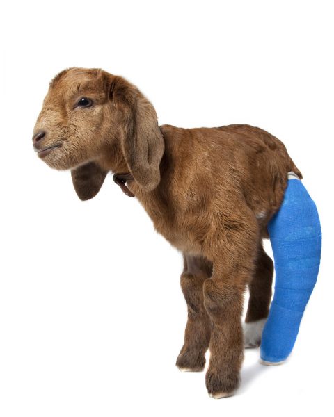 Baby-Goat-from-RSPCA-broken-leg1__880