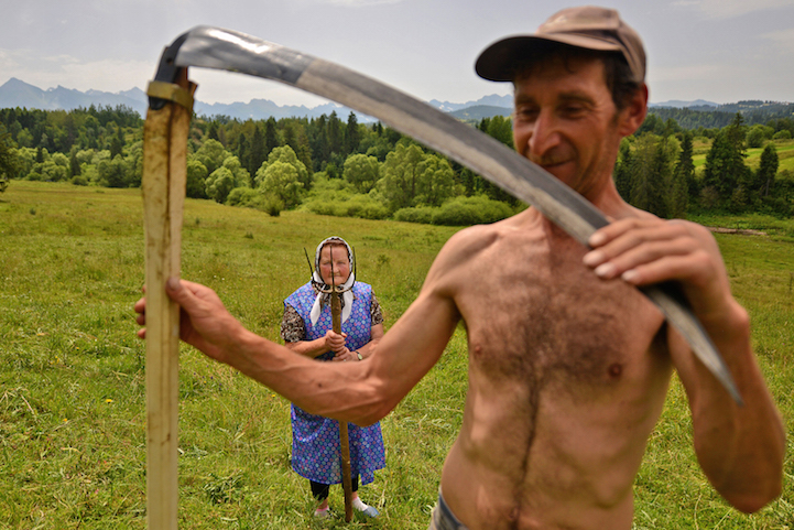 Traditional haymaking in Poland. Many people continue to use the scythe and pitchfork to sort the hay.