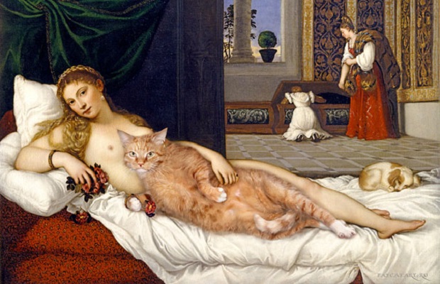 kedi venus resim