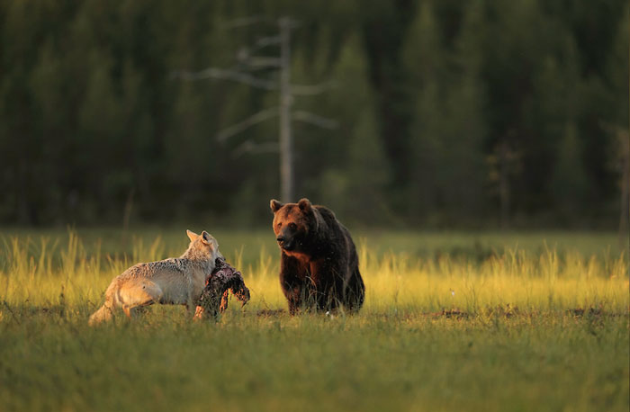 rare-animal-friendship-gray-wolf-brown-bear-lassi-rautiainen-finland-101