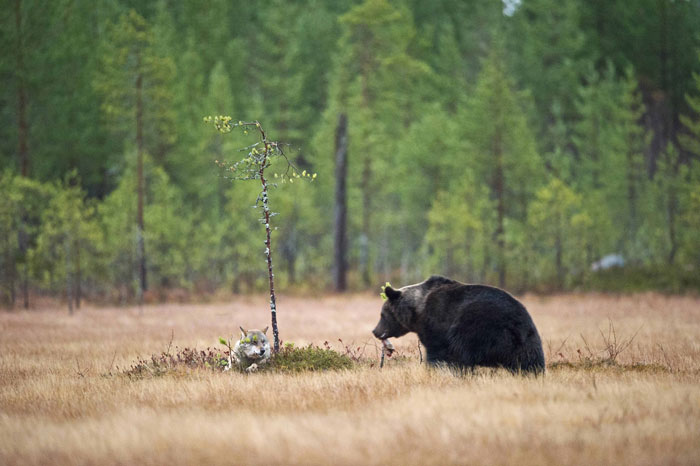 rare-animal-friendship-gray-wolf-brown-bear-lassi-rautiainen-finland-51