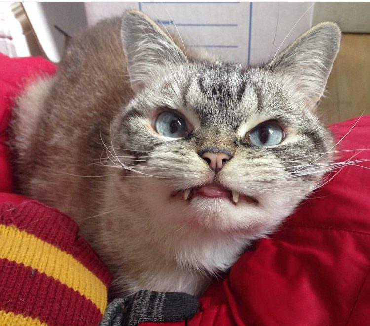 Yeni Instagram Fenomeni Vampir Kedi Loki�nin Hikayesi