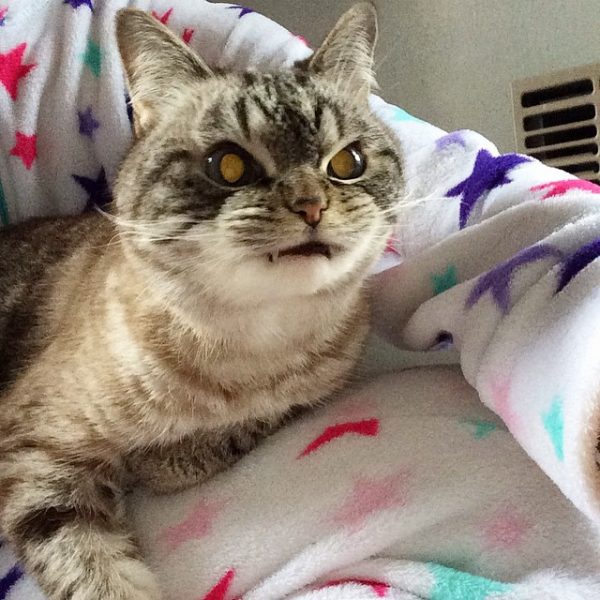 Yeni Instagram Fenomeni Vampir Kedi Loki�nin Hikayesi
