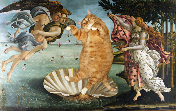 venus kedi