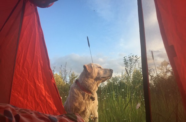 camping kopek ve kadin