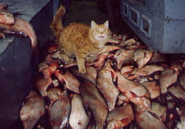 mutluluk-kedi
