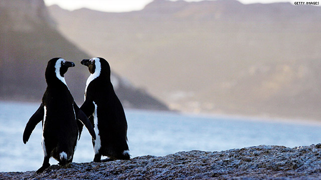 penguinsss