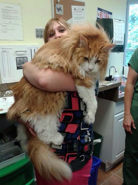 big-cats-maine-coons-52__605