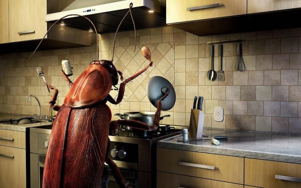 cockroach Chef