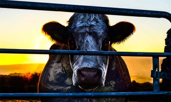 cowspiracy