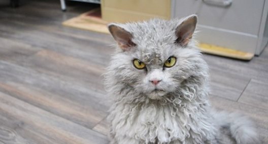 kedi-koyun