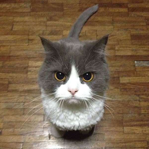 kedi81