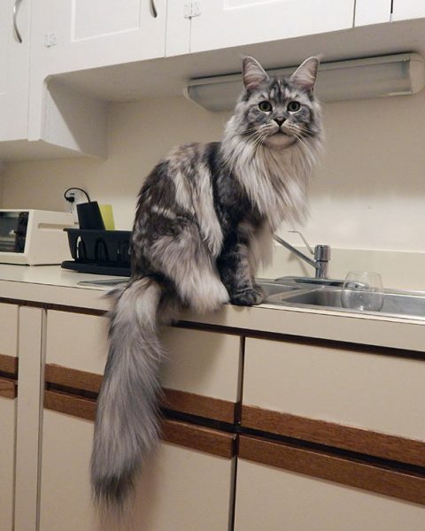 maine-coon-cats-14__605
