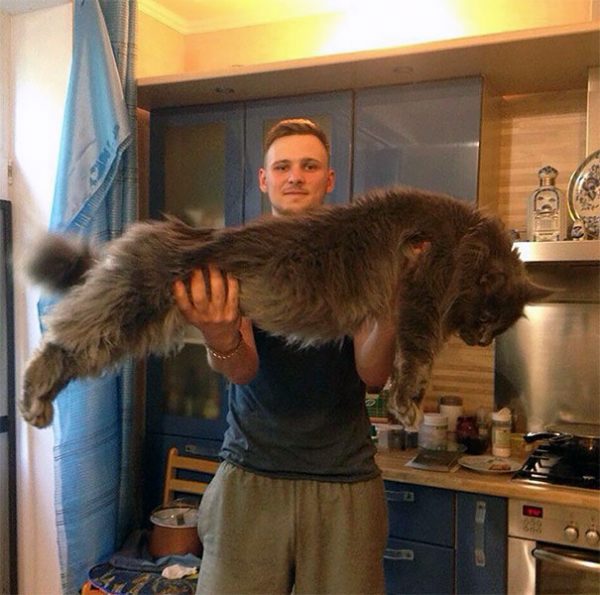 maine-coon-cats-22__605