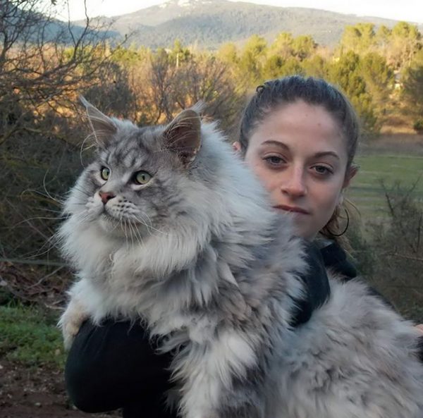 maine-coon-cats-37__605
