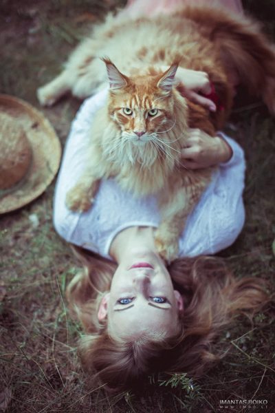 maine-coon-cats-38__605