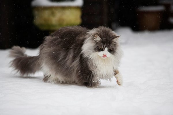 maine-coon-cats-40__605
