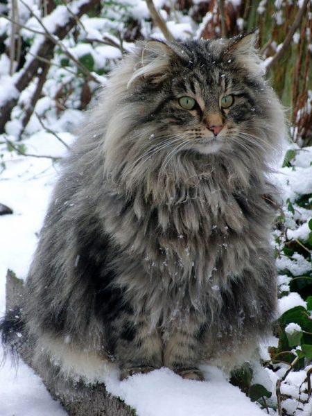 maine-coon-cats__605