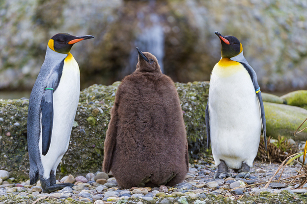 penguen-farkli