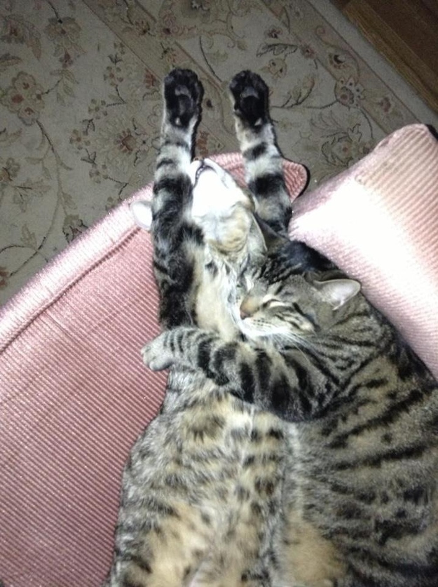sarilmak-kedi