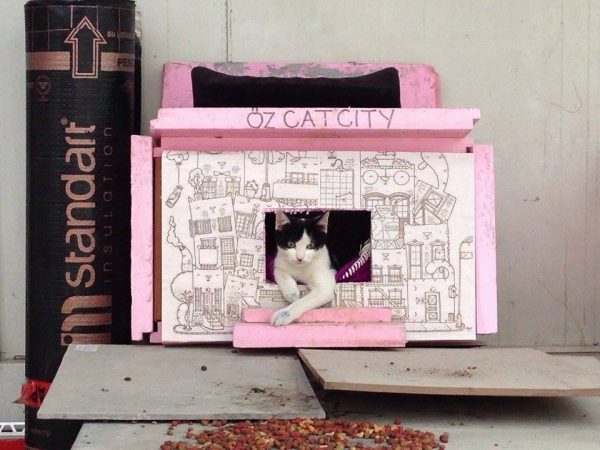14.catyorkcity
