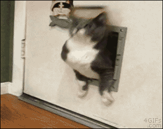 165143-Fat-Cat-Stuck-In-Door