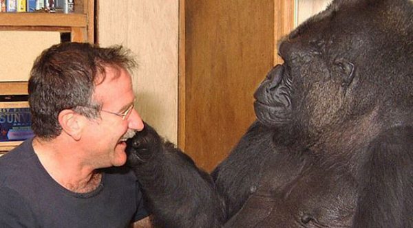 2001de.egitimli.goril.koko