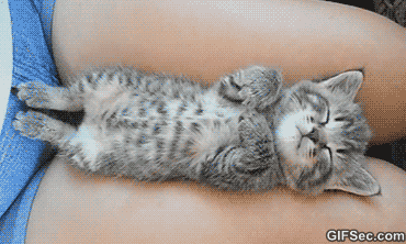 Sleeping-Kitty-GIF-2015