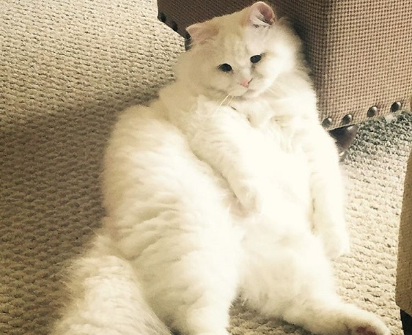 cat-