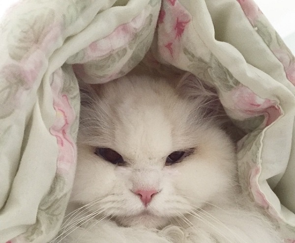 cat-f
