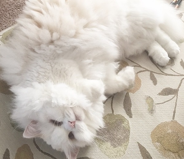 cat-found-si