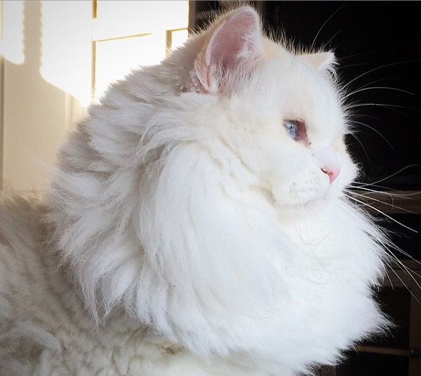 cat-found-sid