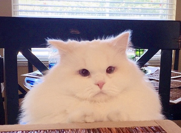cat-found-side-road-tr
