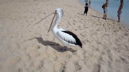 esneyen bir pelikan nasıl görünür