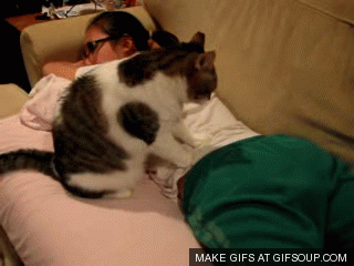 kitty-gives-a-back-massage-o