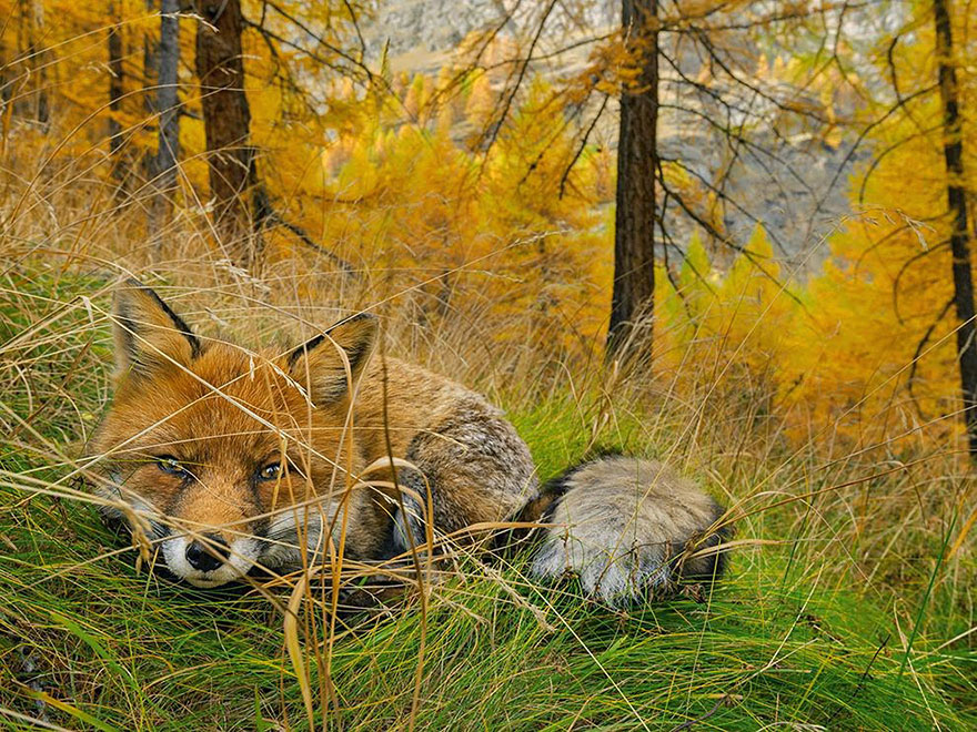 national-geographic-photo-of-th