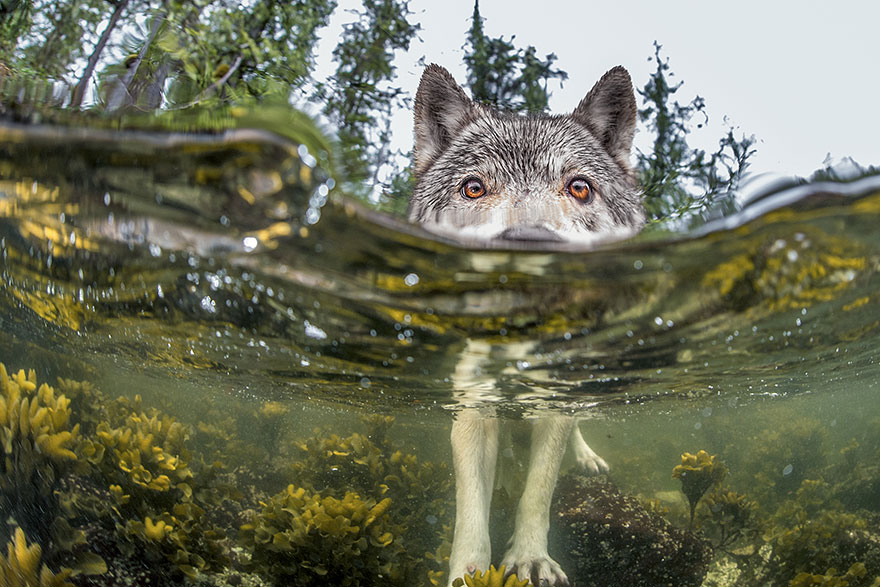 national-geographic-photo-of-the-day-internet-favor