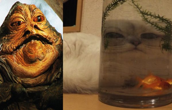 star.warsa.ozenen.kedi