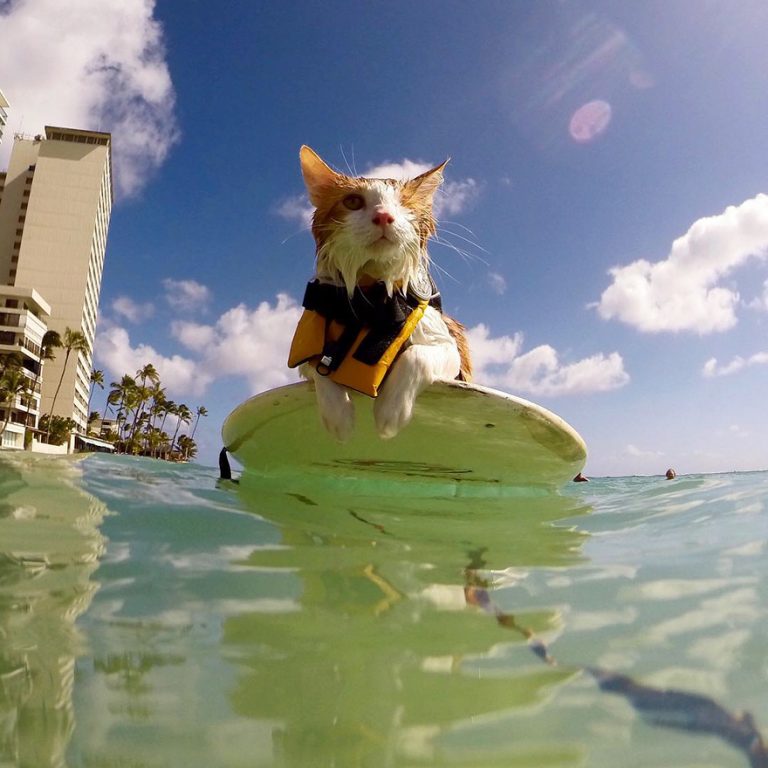 Sokaktan Kurtarılan Yüzme Ve Sörf Aşığı Tek Gözlü Kedi &quot;Kuli