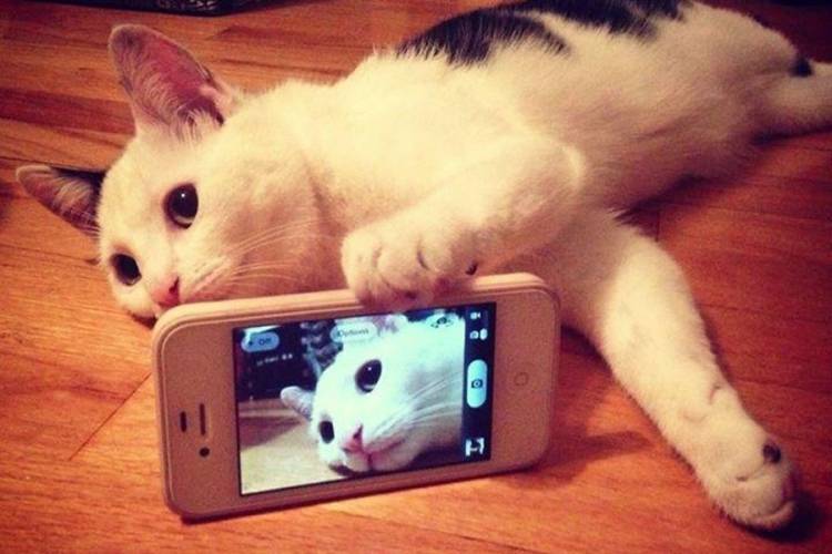 Gerçek Bir Kedi Bağımlısı Olduğunuzun 21 Miyavsal Kanıtı