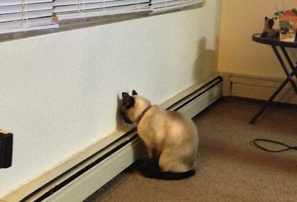 Gerçek Bir Kedi Bağımlısı Olduğunuzun 21 Miyavsal Kanıtı
