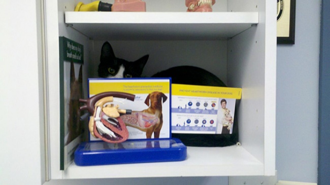 saklanan kedi 11